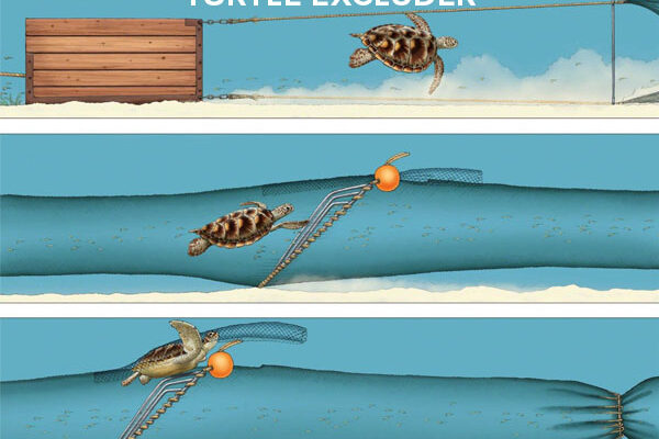 Turtle Excluder BRD